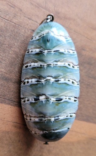 Rarität großer chiton - großer,